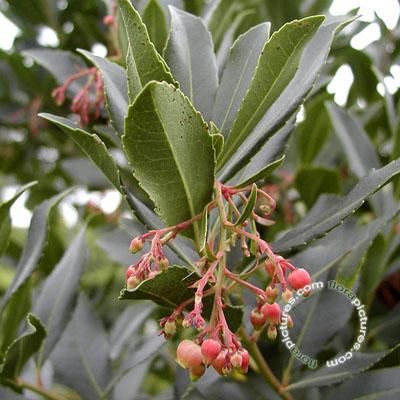 Arbutus unedo , Aardbeiboom , meerstammig