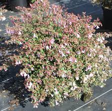 Abelia grandiflora 'Pinky Bells' , Abelia