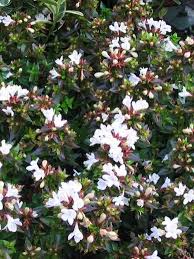 Abelia grandiflora 'Prostrata' , Abelia