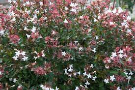 Abelia grandiflora 'Sherwood' , Abelia