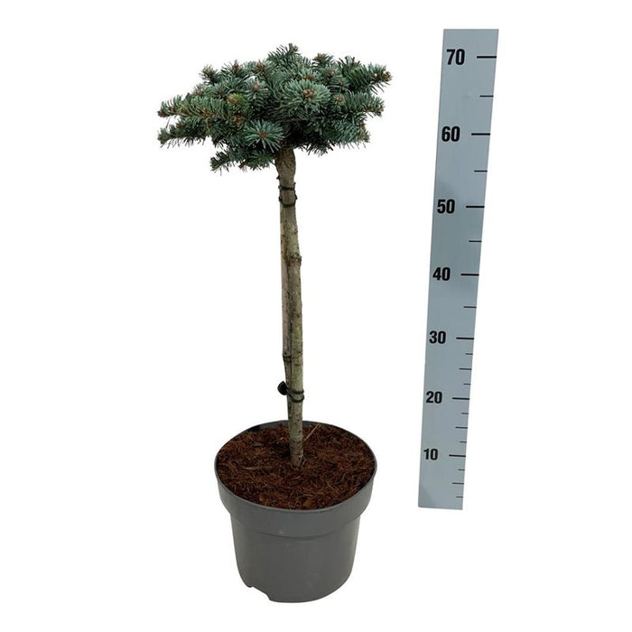 Abies procera 'Blaue Hexe' ,