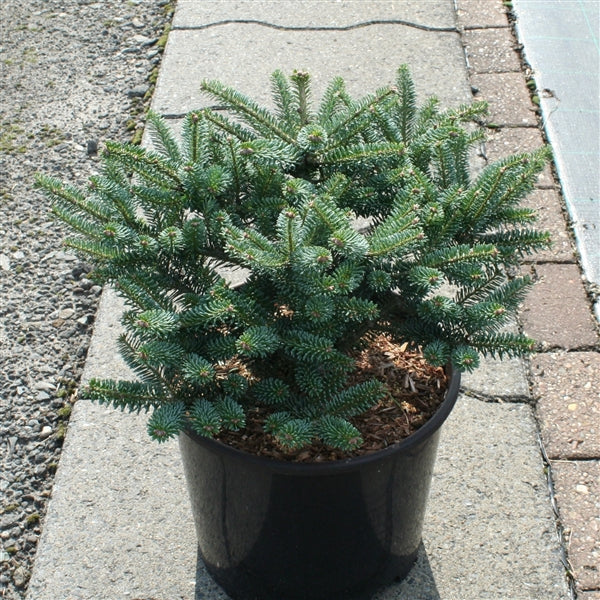 Abies koreana 'Blue Emperor' , Koreaanse zilverspar