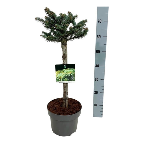 Abies koreana 'Bonsai Blue' ,