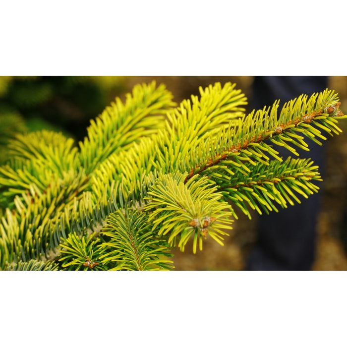 Abies nordmaniana 'Midwinter Gold' ,