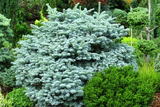 Abies procera 'Blaue Hexe' ,