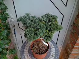 Abies veitchii 'Rumburck' ,