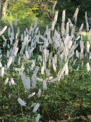 Actaea jap. 'Cheju-Do' , zilverkaars