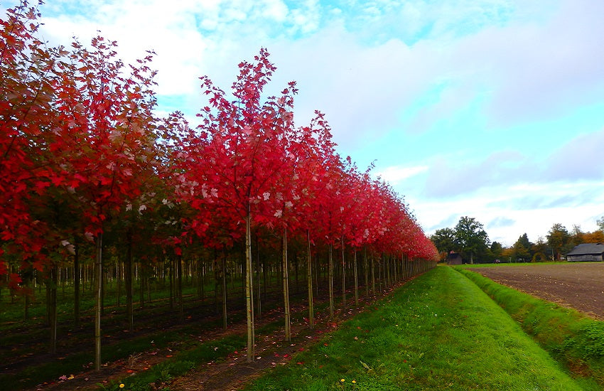 Acer freemanii 'Jeffersred' ,