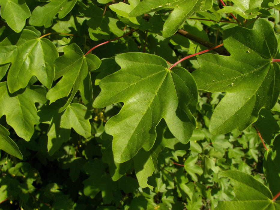 Acer campestre , Veldesdoorn - Spaanse aak