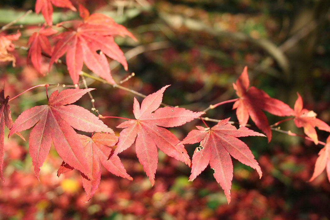 Acer palmatum , Japanse esdoorn