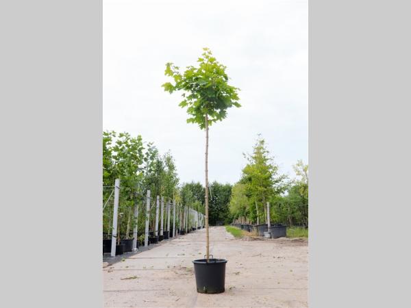 Acer plat. 'Globosum' , Noorse esdoorn