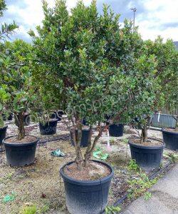 Arbutus unedo , Aardbeiboom , meerstammig