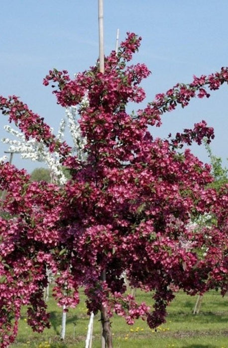 Malus 'Mokum' , Sierappel