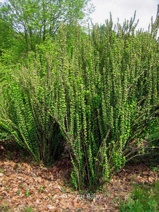 Berberis thunb. 'Erecta' ,