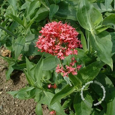 Centranthus ruber , rode valeriaan