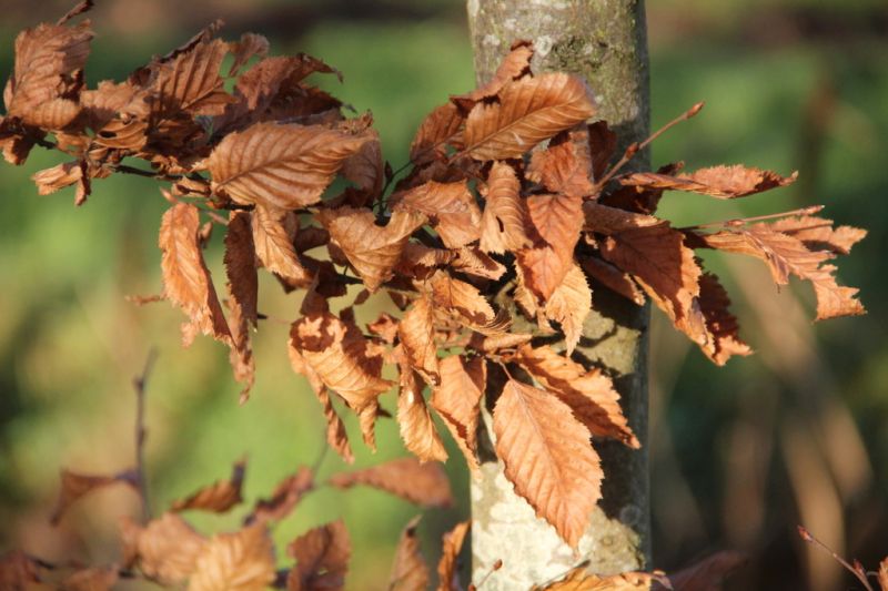 Carpinus betulus, Haagbeuk