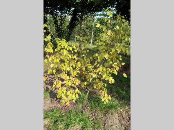 Chimonanthus praecox , Winterzoet , Meloenboompje