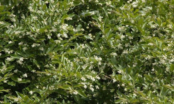 Ligustrum obtusifolium regelianum , Liguster