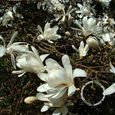 Magnolia stellata , Stermagnolia