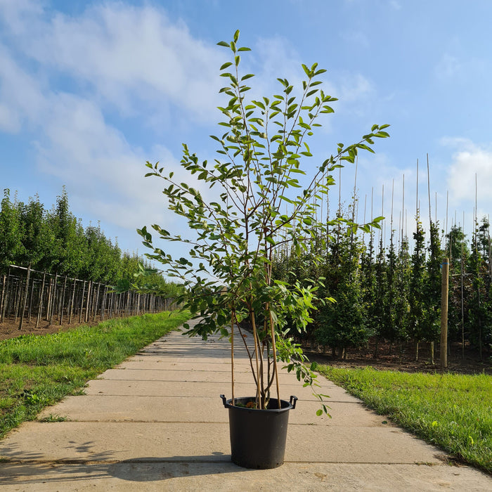 Amelanchier lamarckii , Amerikaans krentenboompje , meerstamming