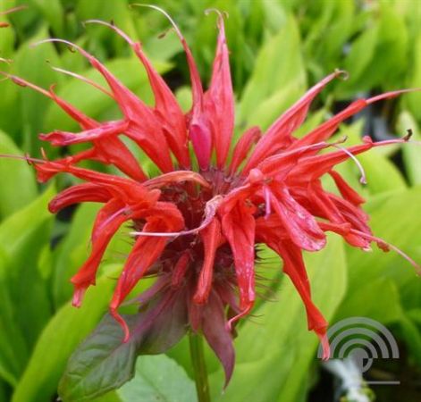 Monarda 'Cambridge Scarlet' , Bergamotplant