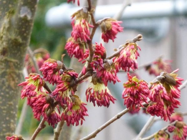 Parrotia persica 'Vanessa' , Perzisch ijzerhout