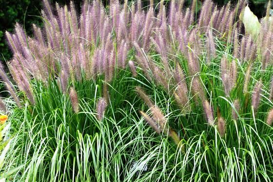 Pennisetum alopecuroides 'Red Head' , Lampenpoetsersgras