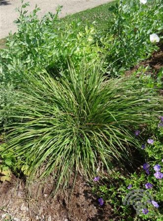 Pennisetum alopecuroides viridescens , Lampenpoetsersgras