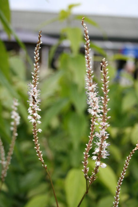 Persicaria amplexicaulis 'Alba' , Duizendknoop