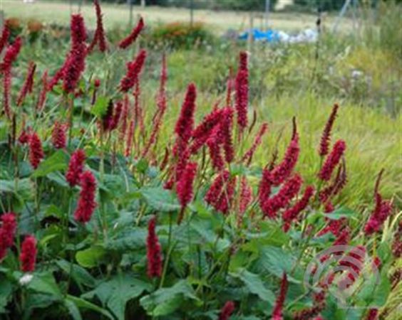 Persicaria amplexicaulis 'Fat Domino'® , Duizendknoop