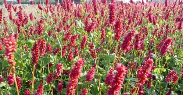 Persicaria amplexicaulis 'Lisan' , Duizendknoop