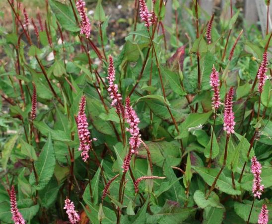 Persicaria amplexicaulis 'Pink Elephant' , Duizendknoop