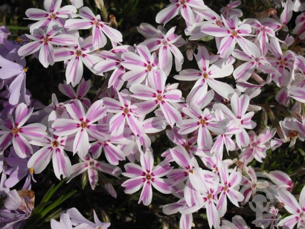 Phlox subulata , 'Candy Stripes' , Vlambloem