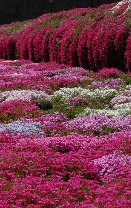 Phlox subulata , 'Scarlet Flame' , Vlambloem