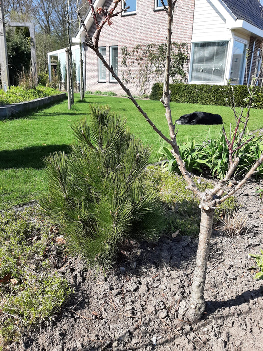 Pinus heldreichii 'Satellit' , Bosnische den