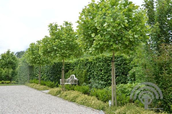 Platanus hispanica , 'Alphens Globe' , Plataan , bolvorm