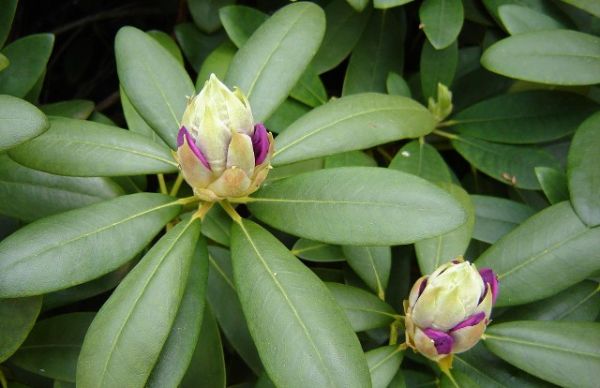 Rhododendron 'Catawbiense Boursault' , Grootbloemige hybride