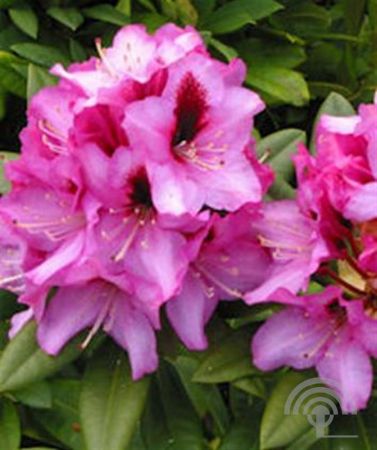 Rhododendron 'Kokardia' , Grootbloemige hybride