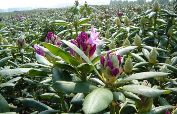 Rhododendron 'Roseum Elegans' , Grootbloemige hybride