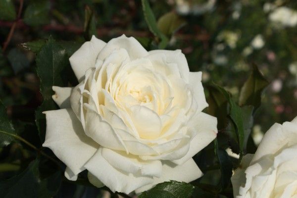 Rosa 'Alaska'® , Klimroos