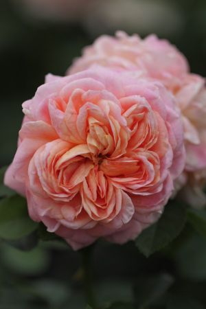 Rosa 'Alchymist' , Grootbloemige klimroos