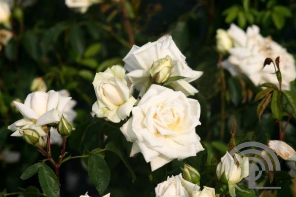 Rosa 'Ilse Krohn Superior'® , Klimroos