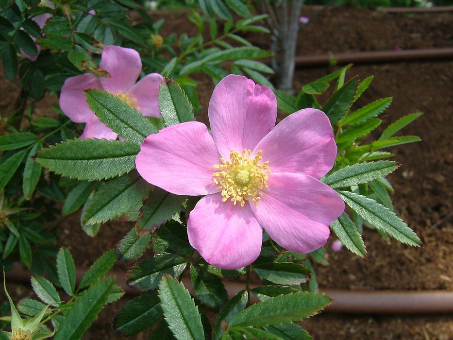 Rosa nitida , Botanische roos , Wilde roos