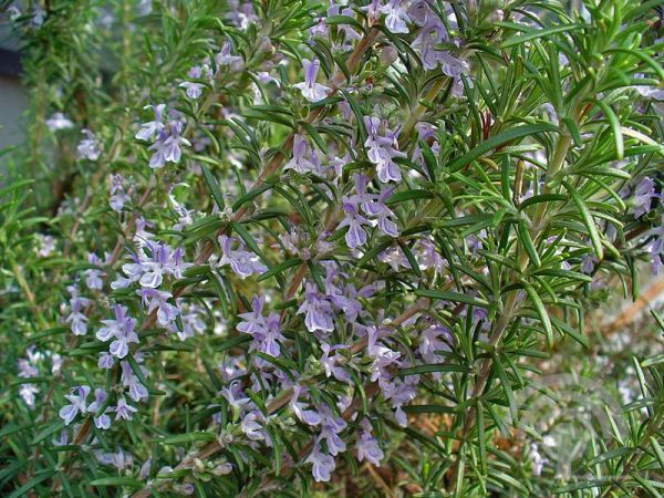 Rosmarinus officinalis , Rozemarijn