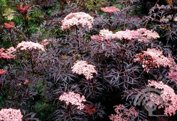 Sambucus nigra 'Black Lace' ® , Gewone vlier