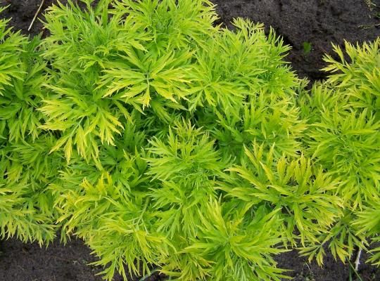 Sambucus nigra 'Golden Tower' ® , Gewone vlier