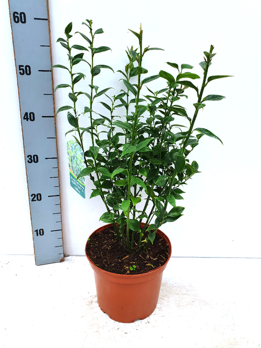 Sarcococca ruscifolia , Sarcococca