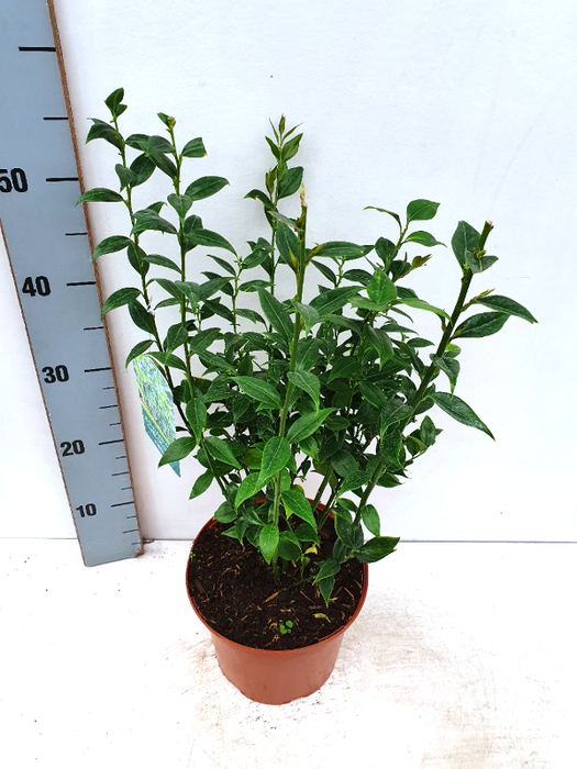 Sarcococca ruscifolia , Sarcococca