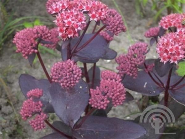 Sedum 'José Aubergine'® , Vetkruid