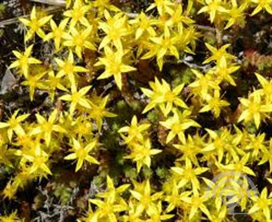 Sedum acre , Muurpeper